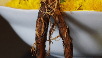 Racines de pissenlit (Taraxacum officinalis) riches en inuline