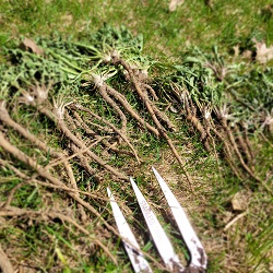 Récolte de racines de pissenlit (Taraxacum officinalis)