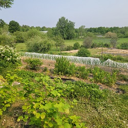 Jardins HerbaSimple en juin 2023