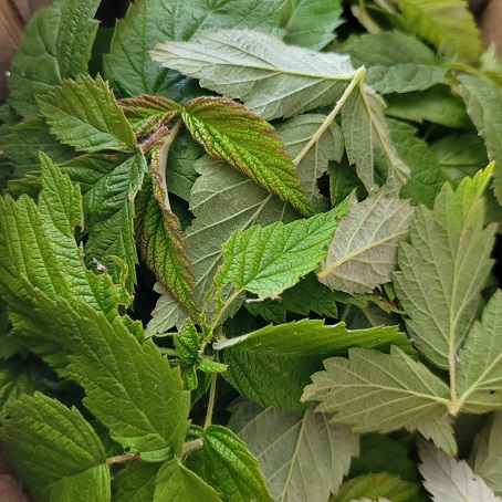 Fermenter les feuilles de framboisier pour faire du thé maison