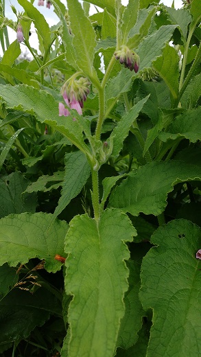 Plant de consoude en fleurs (Symphytum officinale)