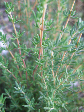 Thym résineux - Thymus mastichina - Plante aromatique de jardin sec