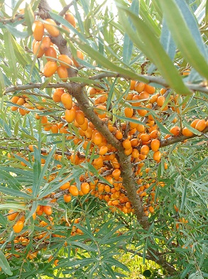 Fruits d'argousier mûrs (Hippophae rhamnoides)