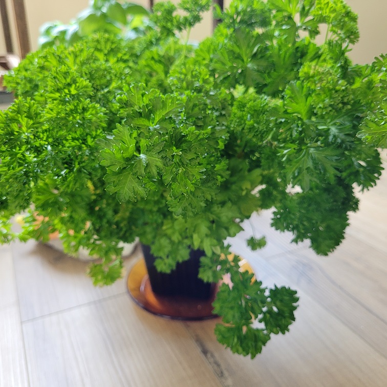 3 Herbes culinaires qui font une différence