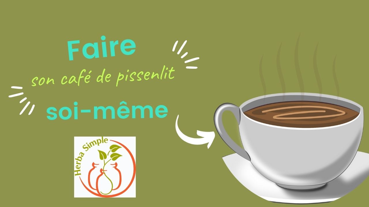 Faire son café de pissenlit