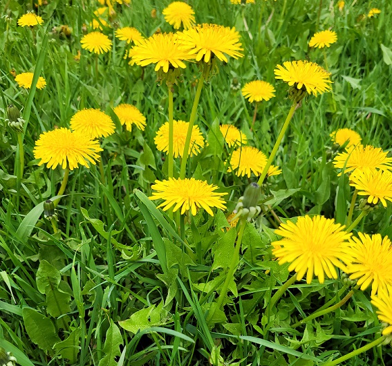 Reconnaître le PISSENLIT et le cueillir