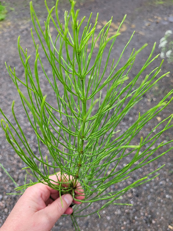 Prêle des champs (Equisetum arvense)