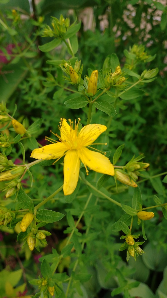 Plant de millepertuis (Hypericum perforatum)