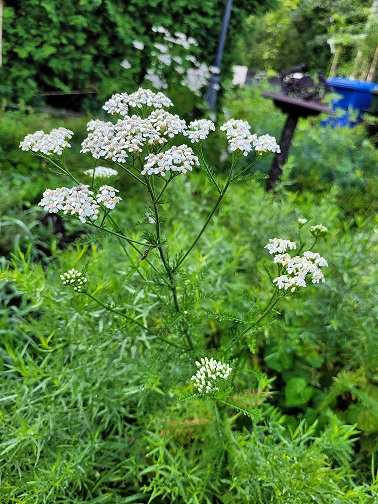 Achillée millefeuille (Achillea millefolium)