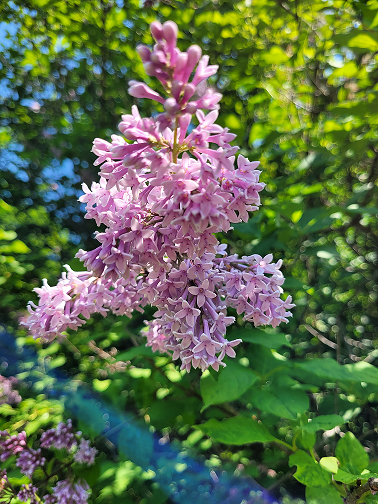 Fleurs de lilas rose