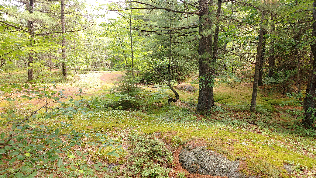 Vue de la forêt pour profiter des bienfaits des arbres