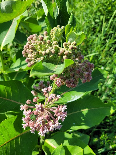 Asclépiade commune (Asclepias syriaca)