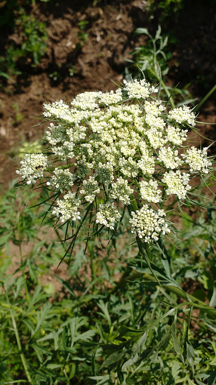 Fleur de carotte sauvage (Daucus carota)