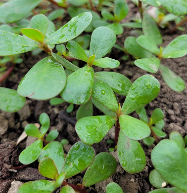 Pourprier (Portulaca oleracea)