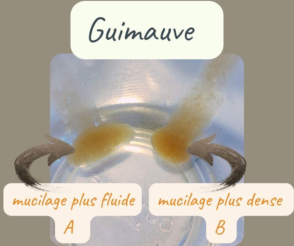 Comment extraire les mucilages de la racine de guimauve (Althaea officinalis)