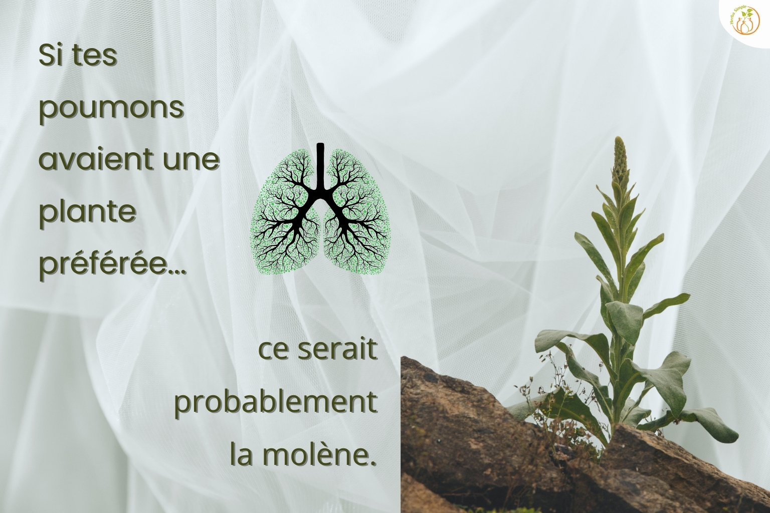 Molène (Verbascum thapsus) bienfaits pour les poumons