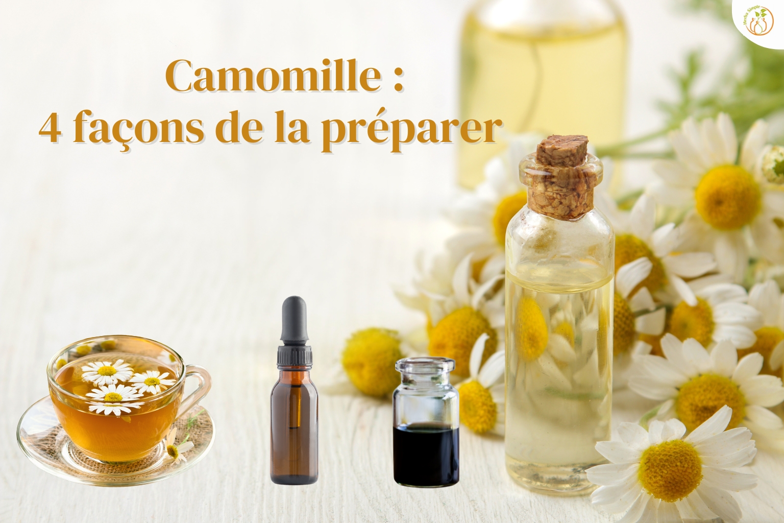 4 façons de préparer la camomille : tisane, teinture, huile essentielles, macérât huileux