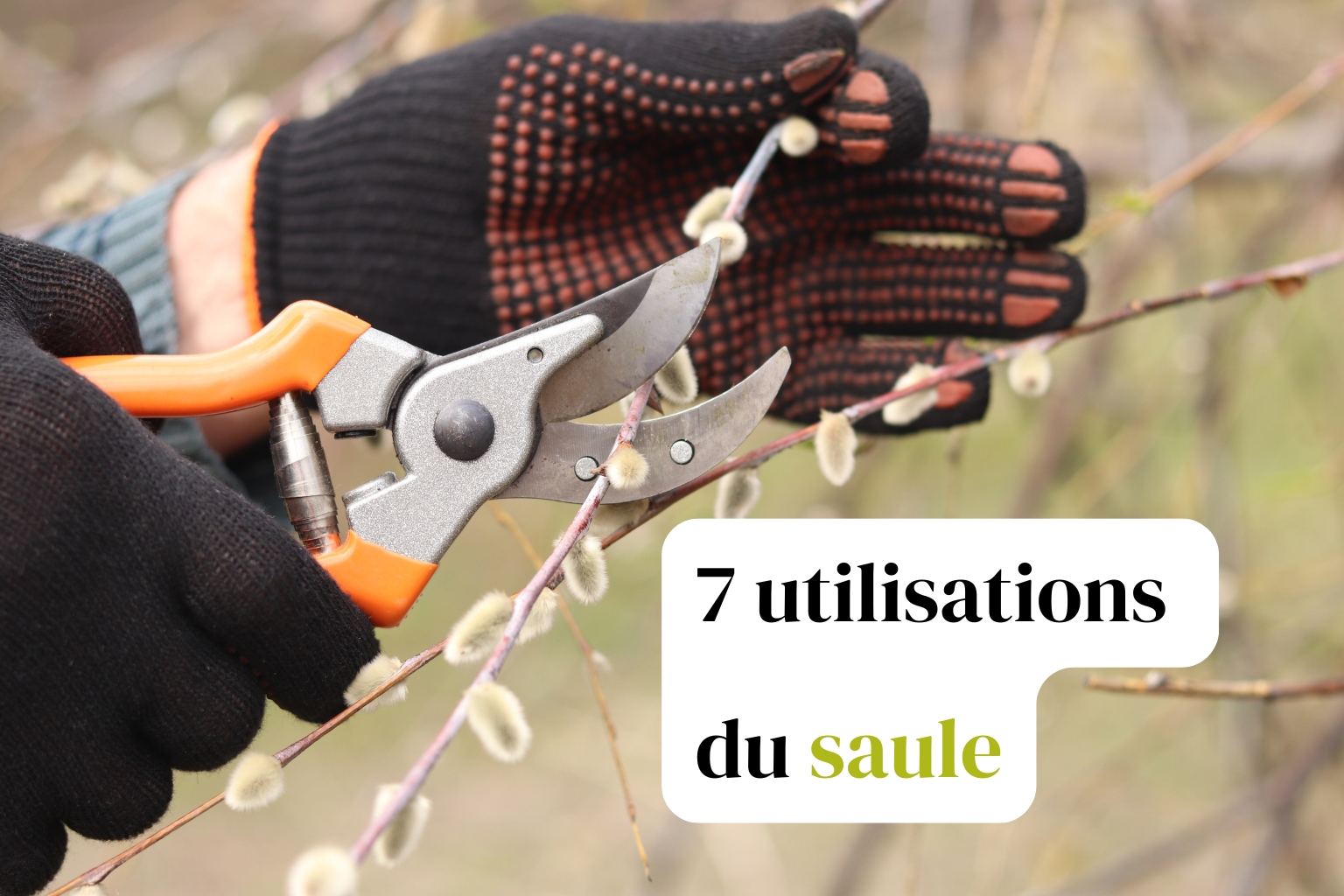 7 utilisations du saule