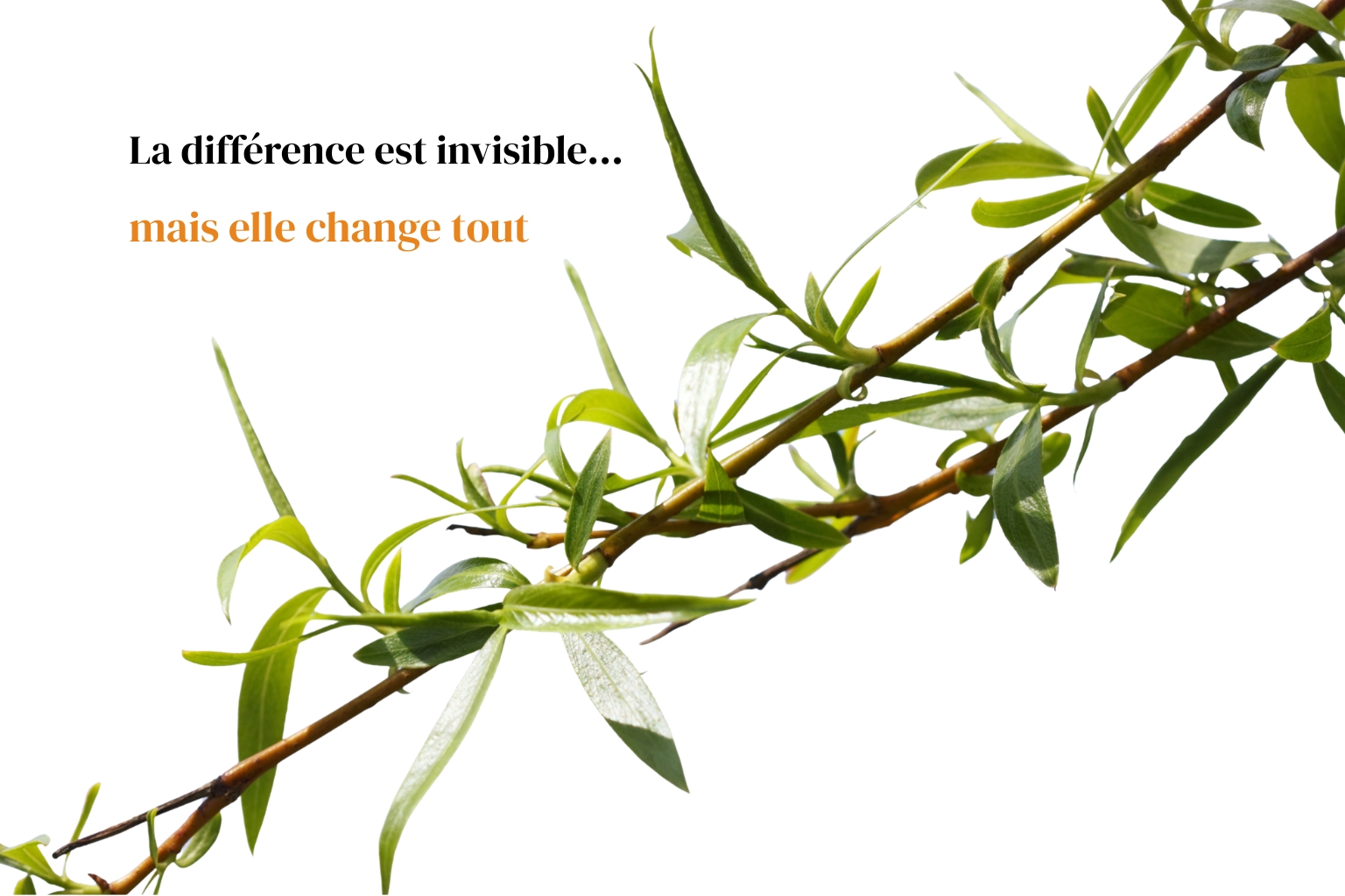 Cycle de transformation de la salicine en acide salicylique - hétérosides