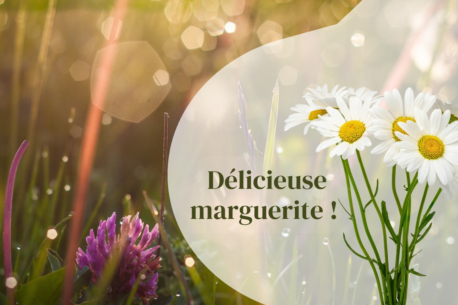 marguerite commune (Leucanthemum vulgare), plante comestible et délicieuse